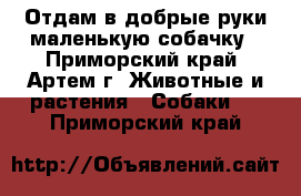 Отдам в добрые руки маленькую собачку - Приморский край, Артем г. Животные и растения » Собаки   . Приморский край